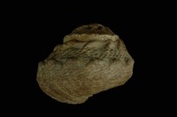 藏品(瘤珠螺)的圖片